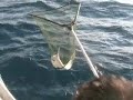 il comandante e la lampuga mantovana