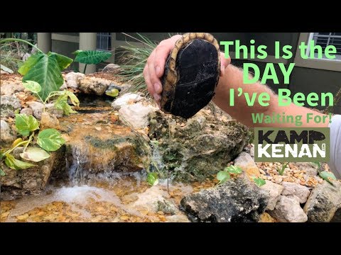 YouTube reptile video