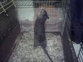 rat gambie 2