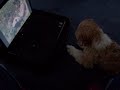 My dog watching a movie about pandas