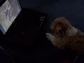 My dog watching a movie about pandas