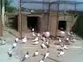 my beaty birds in paki my beaty birds in paki