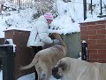 Second snow i Reda 2009 MastineuM FCI