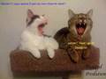videos de RE: FUNNIEST MEAN KITTY PICTURE EVER!!!