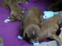 Irish Setter Puppies - 3 weeks