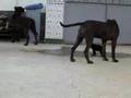 Alano Español video