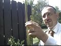 Judaisme Practic: Sukot - Lulav Judaisme Practic: Sukot - Lulav