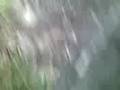 videos de tree cut with tomahawk