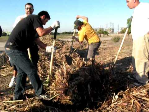 how to fertilize pampas grass