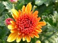 Allegri crisantemi (Cheerful chrysanthemum).wmv