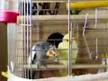 cockatiel love