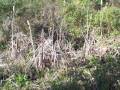 EatTheWeeds: Episode 64: Cattails, Typha