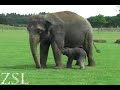 Elephant calf less than 12 hours old