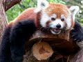 Red Pandas - Pandas Roux !