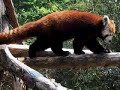 Red Pandas - Pandas Roux ! Red Pandas - Pandas Roux !
