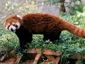 Red Pandas - Pandas Roux !