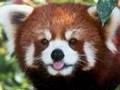 Red Pandas - Pandas Roux !