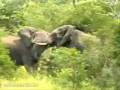 Bull Elephants Fighting
