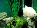 videos de My Oscar Fish and his Aquarium Mates