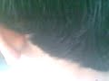 tash8ee7 ananaas