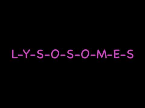Lysosomes and Cell Membrane Song