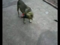 Click here to watch this video Ringo