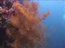 Sipadan one.3