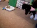 BELLA first time at home