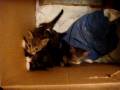 videos de kitten ina box.MPG