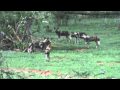 African wild dogs versus a warthog - Zimbabwe