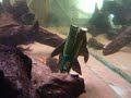 L083, L165, L196 Glyptoperichthys gibbiceps L083, L165, L196 Glyptoperichthys gibbiceps