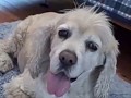 dusty the lazy cockerspaniel