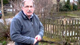 #317 Schneiden im Garten 2011 Familie Boeni 2v5 - Schnitt einer Strauchrose 2v2