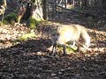 Fox_on the trail`