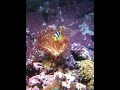 Rbta wit my clown fish