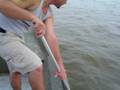 Catching Crabs on the Gunpowder River
