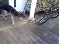 pups2