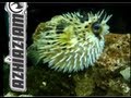 PUFFER FISH PUFFS UP!