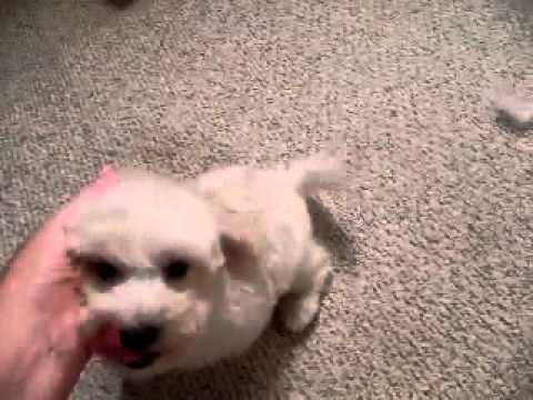 Charlie is a wonderful puppy!!