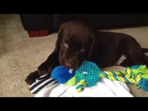 Chocolate Lab Puppy’s First Day Home