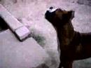 Rockys Tricks #1 Rockys Tricks #1