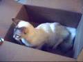 Bichón Boloñés video