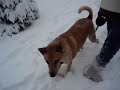 Playing in the Snow (1)