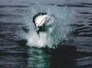 The Great white shark The Great white shark