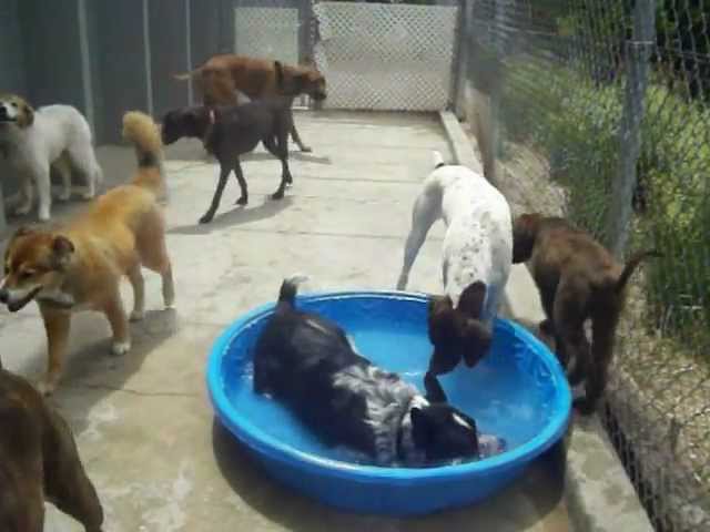 Puppies in the Pool at Canine Campus in Colorado Springs