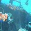 Another trip to the Tortuga - Final Part