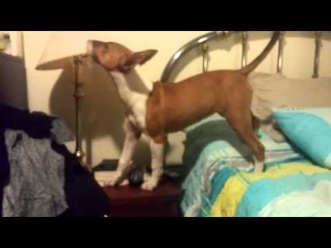 adorable 4 month old female English bull terrier