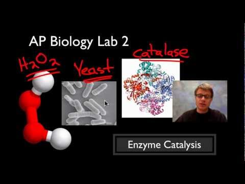 how to dissolve yeast rna