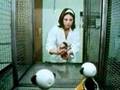 Food or Security? Harlow's study on monkeys' attachment