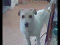 雷達耳朵1.3gp